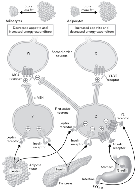 Modify the schematic below by properly labeling the four neurons (W,X,Y,and Z) .   A)  W = orexigenic; X = anorexigenic; Y = POMC; Z = NPY/AGRP B)  W = anorexigenic; X = orexigenic; Y = NPY/AGRP; Z = POMC C)  W = anorexigenic; X = orexigenic; Y = POMC; Z = NPY/AGRP D)  W = anorexigenic; X = orexigenic; Y = NPY/AGRP; Z = pOMC