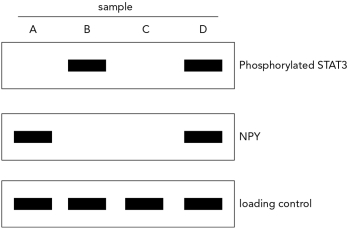 This is a Western blot of wild-type neurons after exposure to leptin.Choose the sample (A,B,C,or D)that represents the expected data for POMC neurons and explain the reason for your choice.  