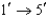 <strong>All DNA is synthesized in which direction?</strong> A) B) C) D)