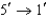 <strong>All DNA is synthesized in which direction?</strong> A) B) C) D)
