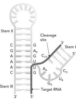 <strong>The following is referred to as the __________ ribozyme.  </strong> A) stem-loop B) hairpin C) hammerhead D) cloverleaf <div style=padding-top: 35px> 