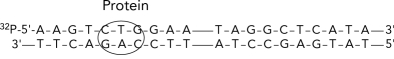 Draw a picture of the gel electrophoresis results after DNA footprinting experiments on the following DNA strand.  