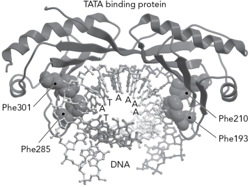 The picture below shows the TATA binding protein.What is its role?  