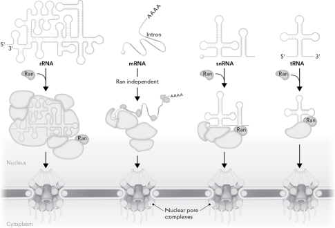 Describe what is depicted in the figure below and explain the role of Ras-related nuclear protein (Ran).  