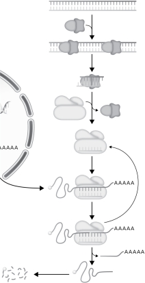 In the following RNAi scheme,label the mRNA,siRNA,RISC,dicer,and double-stranded RNA.  
