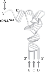 <strong>Where would an amino acid be attached to the tRNA below? </strong> A) A B) B C) C D) D