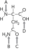 <strong>What region of the amino acid below would become covalently attached to a tRNA? </strong> A) A B) B C) C D) D
