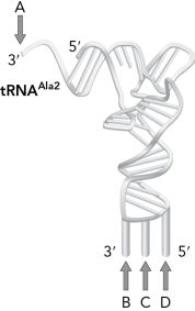 Which base location in the figure below is LEAST discriminating in the bases that it can pair with as described by the wobble hypothesis?   A)  A B)  B C)  C D)  D