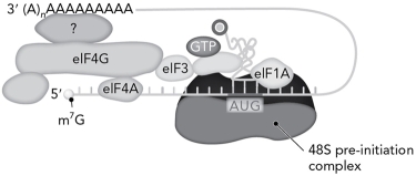 What is the identity of the protein labeled with the question mark in the eukaryotic preinitiation complex shown below?   A)  PABP B)  eIF5B C)  eIF4E D)  eIF2