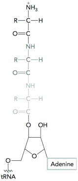 Where might the molecule shown below be located in both the prokaryotic and eukaryotic ribosome?   A)  A site B)  E site C)  40S complex D)  70S complex