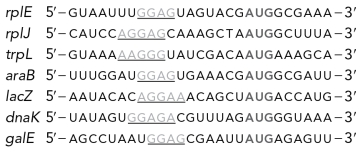 Below are examples of sequences from seven different E.coli genes.The underlined sequences are known as __________ sequences and the bolded AUG sequences are known as the __________ codon.   A)  Shine-Dalgarno; start B)  Shine-Dalgarno; S C)  initiation factor; start D)  initiation factor; S