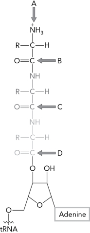 In the image below,which group will be attacked by the nucleophilic amino group of the next amino acid brought into the ribosome?   A)  A B)  B C)  C D)  D