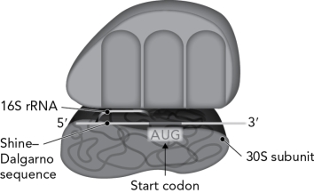 Does the figure below represent a prokaryotic or eukaryotic translation system? Describe the clues used to form a decision.  