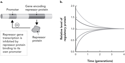 The figure below shows __________ autoregulation and will __________.   A)  positive; reach a steady state B)  positive; be zero in the absence of an activator C)  negative; reach a steady state D)  negative; be zero in the absence of an activator