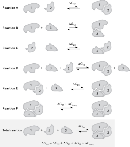 Using the figure below,explain how cooperativity works.  