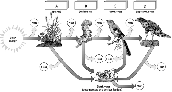   -On the food chain figure,choose the level that includes hawks,tigers,and white sharks.
