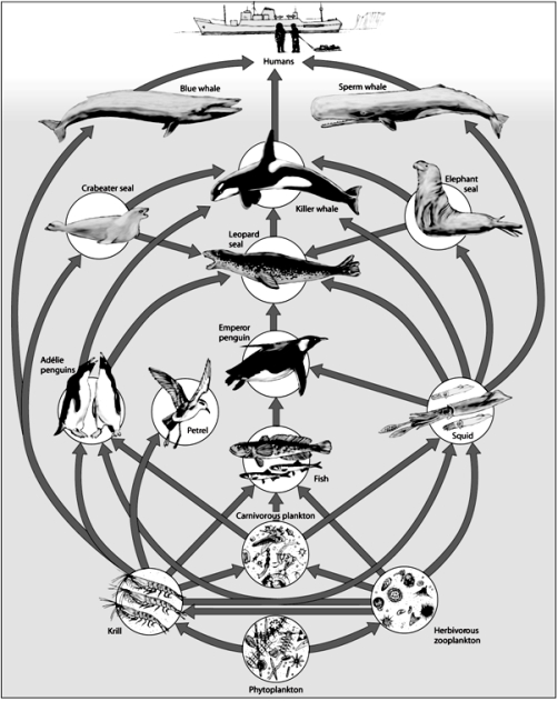   -Using this image,outline a possible food chain.