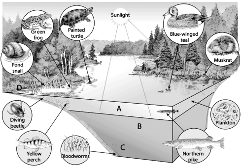   -On the temperate-zone lake figure,choose the zone primarily inhabited by invertebrates,such as decomposers,that can live in the low oxygen.