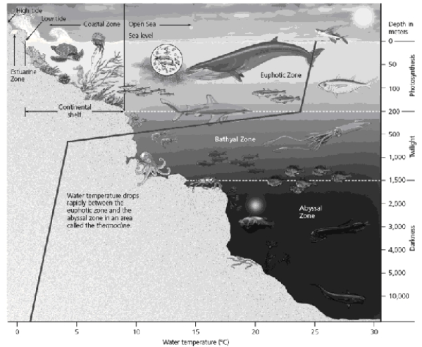   Marine life zones: a.Coastal zone. d.Abyssal zone. b.Euphotic zone. e.Estuarine zone. c.Bathyal zone. -In a deep,temperate zone lake,the profundal zone is similar to which marine life zone in terms of depth and temperature stratification?