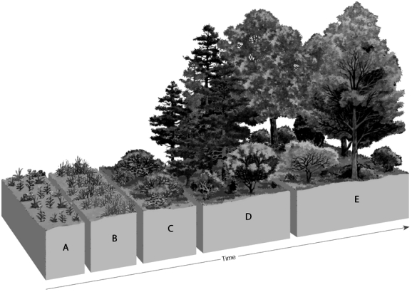   -On the natural restoration of disturbed land figure,choose the letter that represents the step in which shrubs grow.