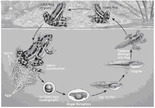   The diagram above shows the life stages of a frog that begin in water (egg, tadpole) and end on land (young frog, adult frog). -Which stages in the amphibian life cycle is most vulnerable to the harmful effects of increased ultraviolet radiation?