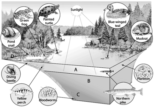 Labeling     -On the accompanying temperate-zone lake, choose the zone of open water where photosynthesis can occur.