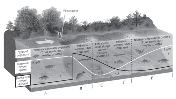 Labeling    -In the accompanying oxygen sag curve, choose the zone in which population of organisms with high oxygen requirements will most likely be eliminated.