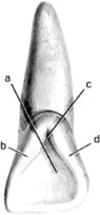 In the illustration below,structure  c  is the   A)  distal marginal ridge B)  mesial marginal ridge C)  lingual fossa D)  lingual groove