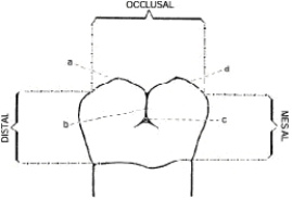 Below is an illustration of the buccal surface of a mandibular right second molar.Structure  a  depicts the   A)  mesiobuccal cusp B)  buccal pit C)  distobuccal cusp D)  buccal groove