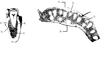 In the two cross-sectional views of alveolar bone depicted below,structure  b  illustrates the   A)  cribriform plate B)  spongy bone C)  cortical plate