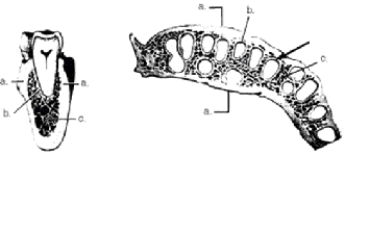 <strong>In the two cross-sectional views of alveolar bone depicted below,structure c illustrates the </strong> A) spongy bone B) cribriform plate C) cortical plate