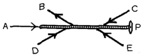 Five forces are exerted on a rod that is free to pivot at point P,as shown in the figure.Which of these forces is producing a counter-clockwise torque about point P? (There could be more than one correct choice.)    A) force A B) force B C) force C D) force D E) force E