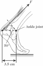 The figure shows a person's foot.In that figure,the Achilles tendon exerts a force of magnitude F = 720 N.What is the magnitude of the torque that this force produces about the ankle joint?   A) 12 N ∙ m B) 16 N ∙ m C) 21 N ∙ m D) 26 N ∙ m E) 36 N ∙ m