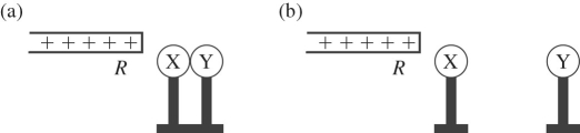 <strong>  X and Y are two initially uncharged metal spheres on insulating stands,and they are in contact with each other.A positively charged rod R is brought close to X as shown in part (a)of the figure.Sphere Y is now moved away from X,as shown in part (b).What are the final charge states of X and Y?</strong> A)Both X and Y are neutral. B)X is positive and Y is neutral. C)X is neutral and Y is positive. D)X is negative and Y is positive. E)Both X and Y are negative. <div style=padding-top: 35px> 