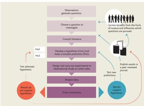 Infographic 1    -Refer to Infographic 1.What are the possible outcomes after using the scientific method to analyze the data?  