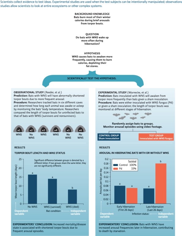  Infographic 4    -Refer to Infographic 4.In the observational study ( Reeder et al.),explain why the bat condition is the independent variable and the mean torpor length is the dependent variable.  