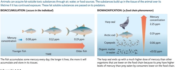 Infographic 2    -Refer to Infographic 2.What is biomagnification? Use the figure to explain how predatory fish higher on the food chain are more likely to suffer health problems compared to organisms lower on the food chain. 
