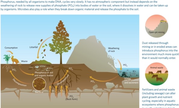 Refer to Infographic 8.Each year a  dead zone  appears in the Gulf of Mexico when oxygen levels in the water drop to levels insufficient to support the fish and shrimp that live there.The drop-in oxygen is due to the decomposition of photosynthetic phytoplankton that grow in huge numbers,die,and sink to the bottom; they are then decomposed by bacteria that use up oxygen in the process.Use the infographic to describe what the limiting factor to phytoplankton normally is and how that factor is removed each spring when rains wash runoff from Midwestern farm fields into rivers that empty into the Gulf.What could be done to help prevent this from occurring?   