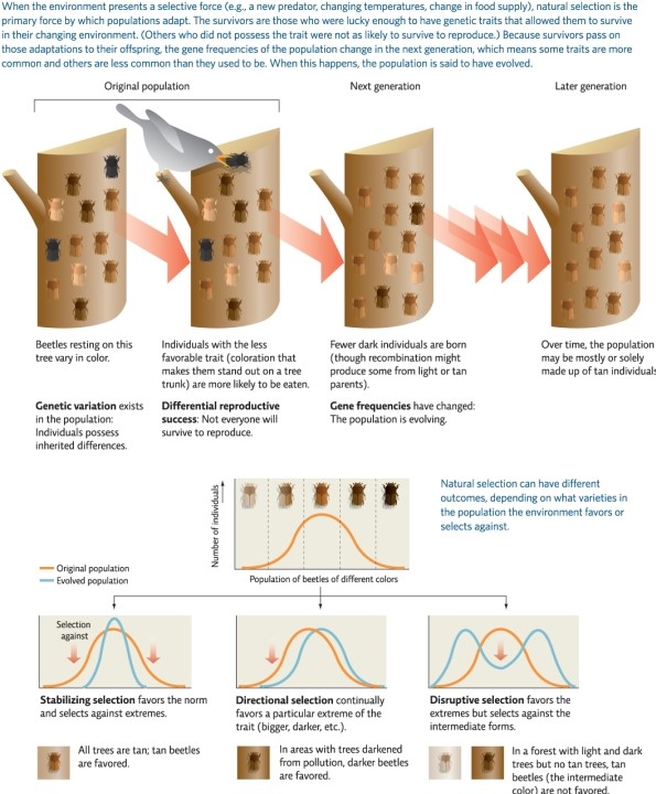 Based on the information in infographic 1,come up with an example of natural selection for a population (either real or fictional),and describe which kind of natural selection is at work.Be sure to describe the population in its original state and its evolved state.   