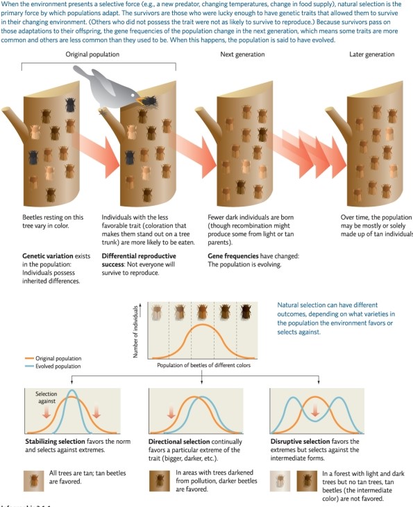 Refer to Infographic 1.Prior to advances in health care,premature low-birth-weight babies were unlikely to survive.At the other end of the spectrum,very large babies were unable to be born,often killing the mother during labor.As a result,birth weight for humans averages between 7 and 8 pounds.Use the Infographic to identify and name which result of natural selection is at work in this example.   