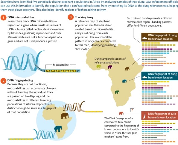 Refer to Infographic 5.Using the DNA fingerprints,determine from where the unknown tusk was likely to have originated.   A) from the purple elephant population B) from the brown elephant population C) from the blue elephant population D) from the dark green elephant population E) There are not enough data to determine this.
