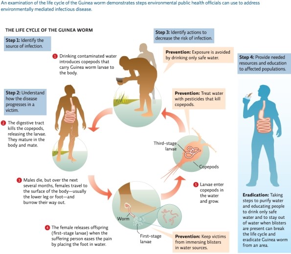 Refer to Infographic 4.Of the prevention methods mentioned in the graphic,which do you think would have the largest impact on Guinea worm disease (GWD)eradication?   