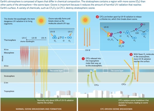 Refer to Infographic 1.Explain chemically how CFCs in the stratosphere are damaging the ozone layer.   
