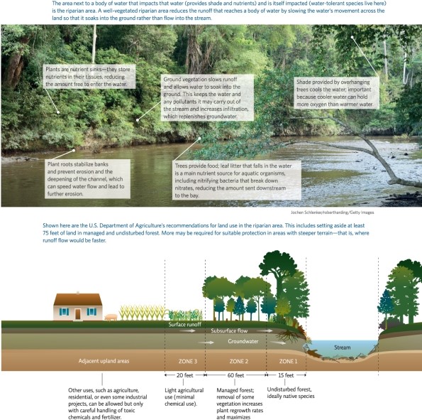 Refer to Infographic 6.How much land,in feet,does the U.S.Department of Agriculture recommend setting aside in managed and undisturbed forest to protect land in riparian areas?   A) 20 B) 60 C) 15 D) 75 E) 95