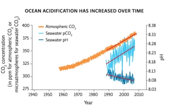 Refer to the graph depicting ocean acidification over time in Infographic 1.Which of the following statements is TRUE of the graph?   A) As the atmospheric concentration of CO<sub>2</sub> increases,the amount of CO<sub>2</sub> absorbed by the oceans (pCO<sub>2</sub>) also increases. B) As the atmospheric concentration of CO<sub>2</sub> increases,the amount of CO<sub>2</sub> absorbed by the oceans (pCO<sub>2</sub>) decreases. C) As the atmospheric concentration of CO<sub>2</sub> increases,the seawater pH increases. D) As the amount of CO<sub>2</sub> absorbed by the oceans (pCO<sub>2</sub>) decreases,the seawater pH increases. E) None of these answers is correct.