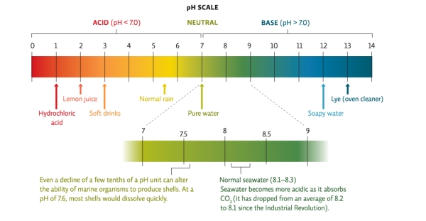 Examine the pH scale below.Which of the following statements is correct?   A) Rainwater is more basic than pure water. B) Soapy water is more acidic than rainwater. C) Seawater is more acidic than pure water. D) Lemon juice is the most acidic substance on the scale. E) Soft drinks are more acidic than pure water.