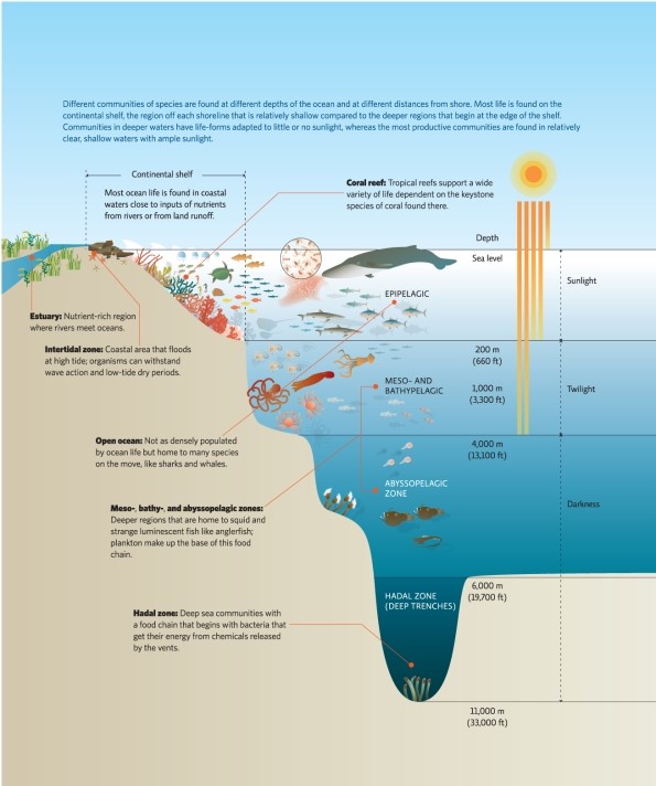 Refer to Infographic 3.Which ocean zone has the highest rate of photosynthesis?   A) abyssal B) hadal C) bathypelagic D) epipelagic E) meso
