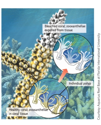 Refer to Infographic 5.What does the white area on this coral indicate? Discuss the possible causes and the ecological impact of this phenomenon.   