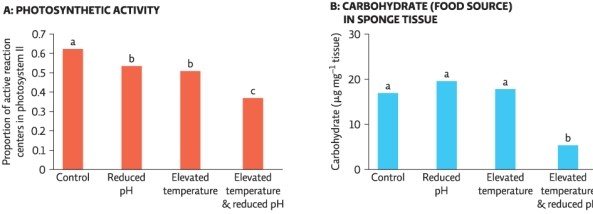 Science Literacy Refer to the graphs below to answer the following questions. Below are data from a study (described in Module 6.3) conducted by Michael Lesser,Marc Slattery,and colleagues.The rate of photosynthesis (Graph A) and the amount of carbohydrate present (Graph B) ,an indication of photosynthetic production of sugars,were determined in sponges exposed to current temperature and pH (control) or to one of three test groups: the expected pH in 2100 (test group 1) ,the expected temperature in 2100 (test group 2) ,or both (test group 3) . (Note: Significant difference between groups is denoted by a different letter above the bars; if two groups share the same letter,they are not statistically different.)    -Which of the following hypothesis is supported by Graphs A and B? A) Reduced pH in oceans has the greatest effect on barrel sponge photosynthesis and carbohydrates. B) Elevated temperatures in oceans have the greatest effect on barrel sponge photosynthesis and carbohydrates. C) Reduced pH and elevated temperatures in oceans have the greatest effect on barrel sponge photosynthesis and carbohydrates.