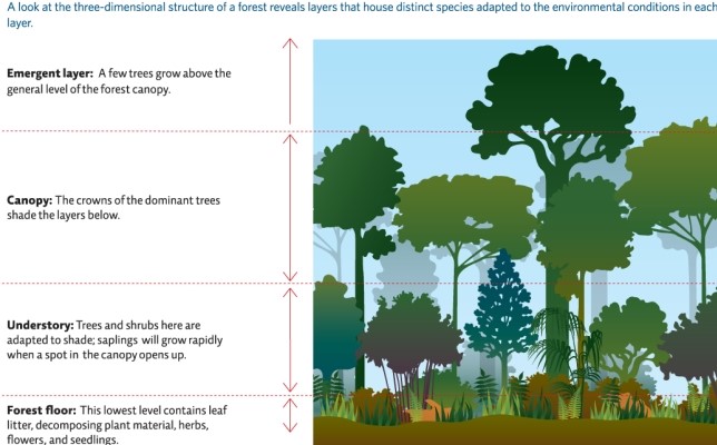 Refer to Infographic 2.Which of the following would NOT be an effect of a tree falling down in the local forest?   A) Increased sunlight could cause saplings to quickly grow,trying to take its place. B) More niches would be opened up. C) Decomposers and scavengers would make a home in the fallen tree. D) Wildflowers would not bloom. E) Shade-adapted species might be detrimentally affected.
